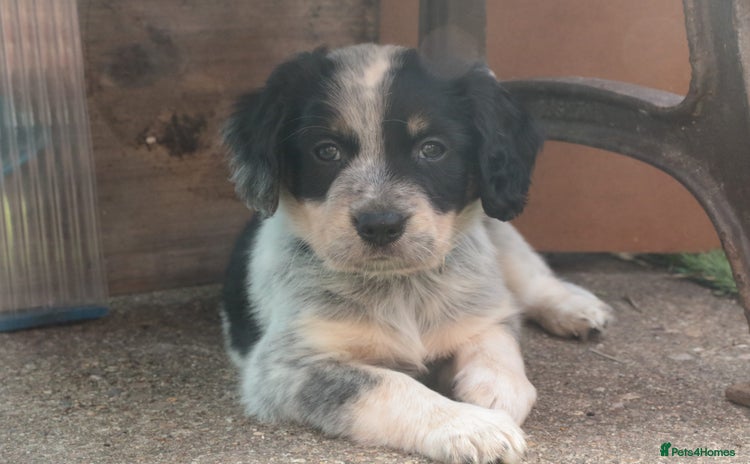 Mixed Breed dogs - Advert 7