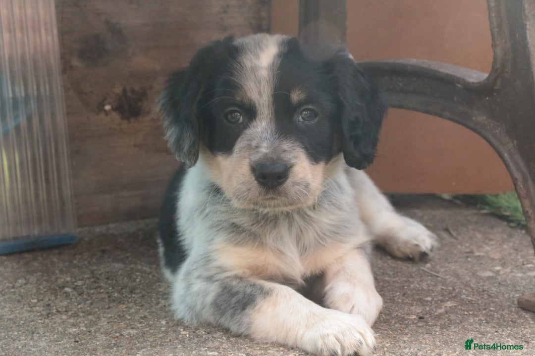 Mixed Breed dogs for sale: Merle Sprollies/Cotralian - Image 1