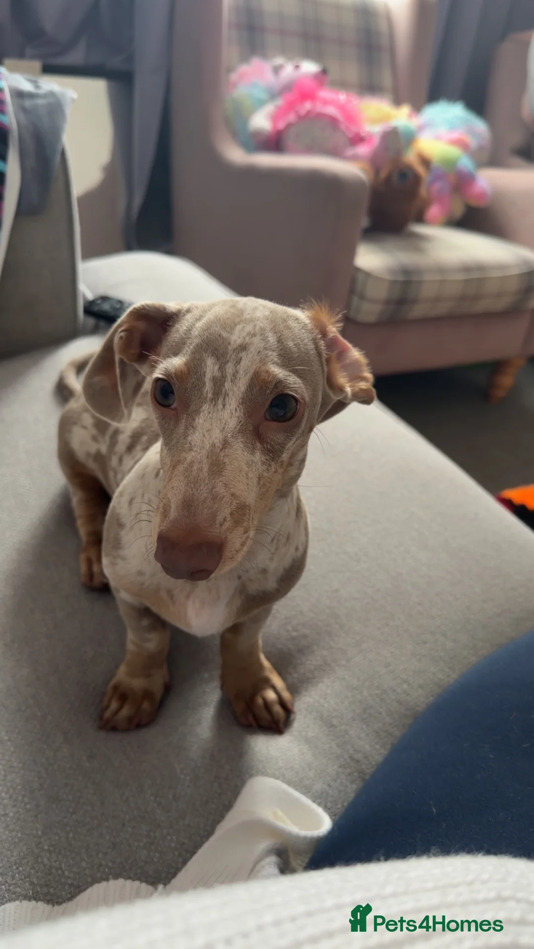 Miniature Dachshund dogs for sale: Isabella Tan Miniature dachshund  in Skegness - Advert 2