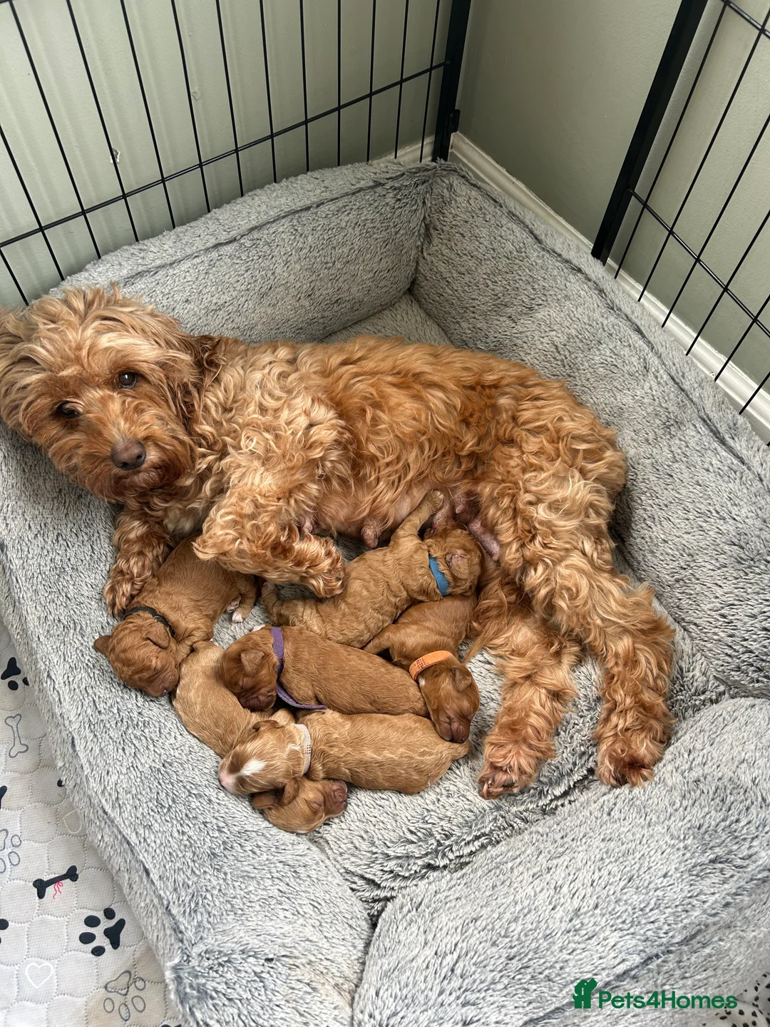 Cockapoo dogs for sale: Toy Cockapoo Puppies - Advert 2