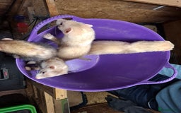 Ferret rodents for sale: Ferret Kits for Sale - Image 5