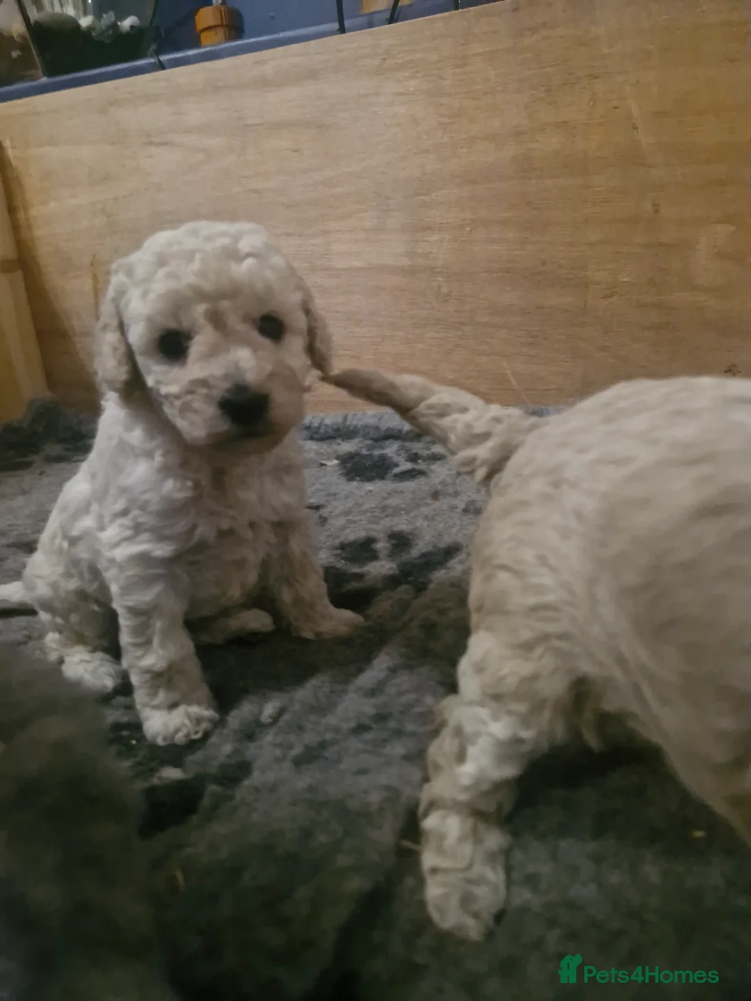 Cockapoo dogs for sale:  Cockapoo puppies F2B - Advert 13