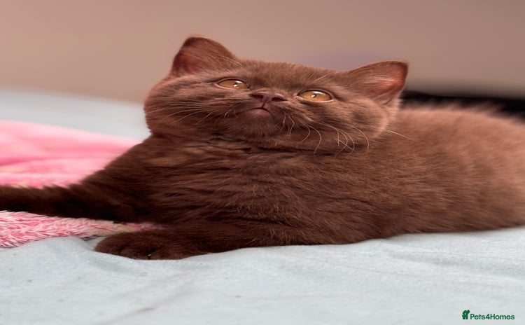 British Shorthair cats - Advert 16