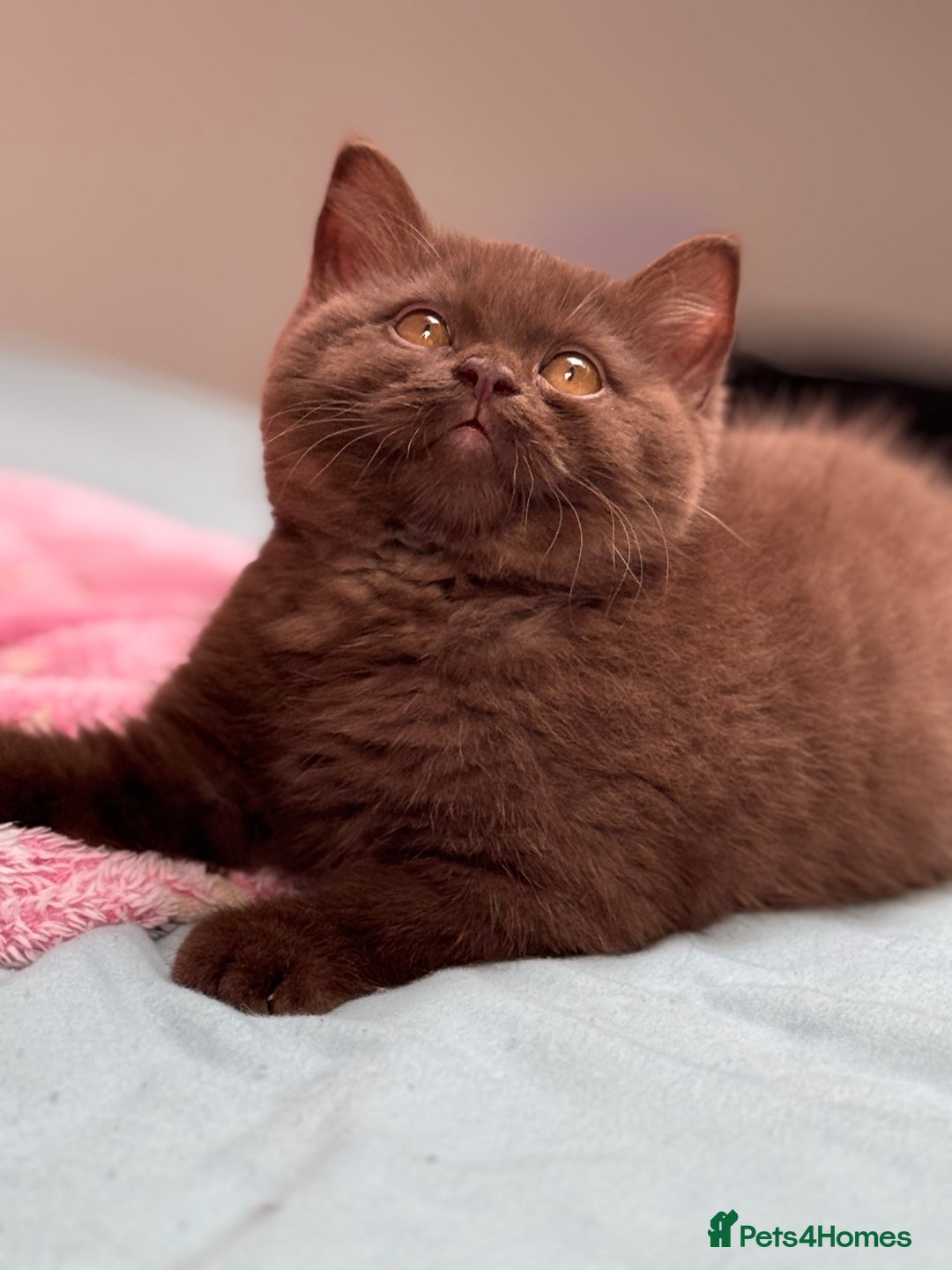 British Shorthair cats for sale: Chocolate solid Ticked boy CH parents  - Image 2