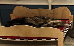 Domestic Shorthair cats for sale: 2 Beautiful Males (selling due2my partners illness - Image 2