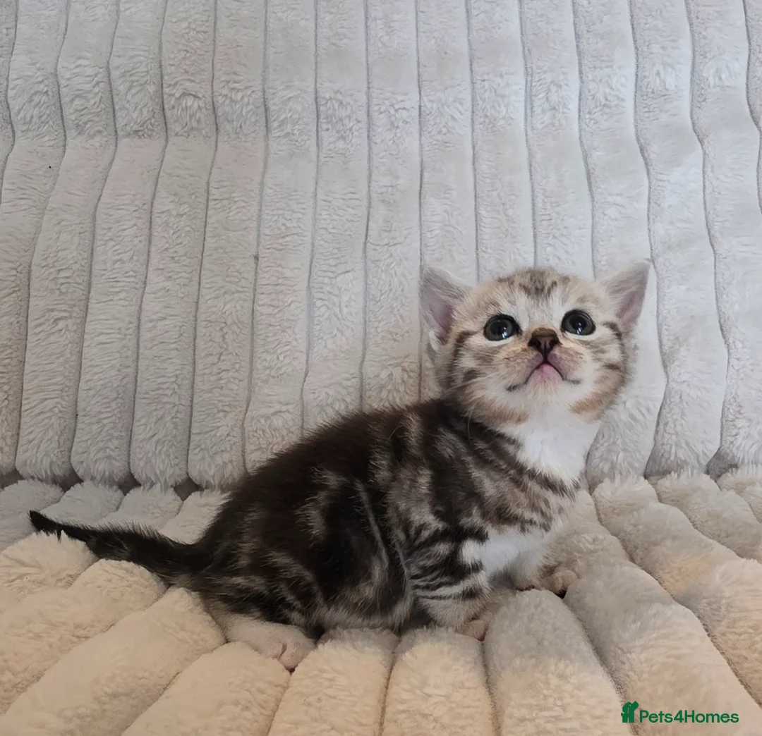 British Shorthair cats for sale: Beautiful British Shorthair Cross kittens  - Advert 1