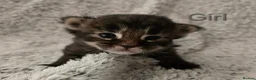 Maine Coon cats for sale: 6 TICA registered Maine Coon kittens. - Advert 11