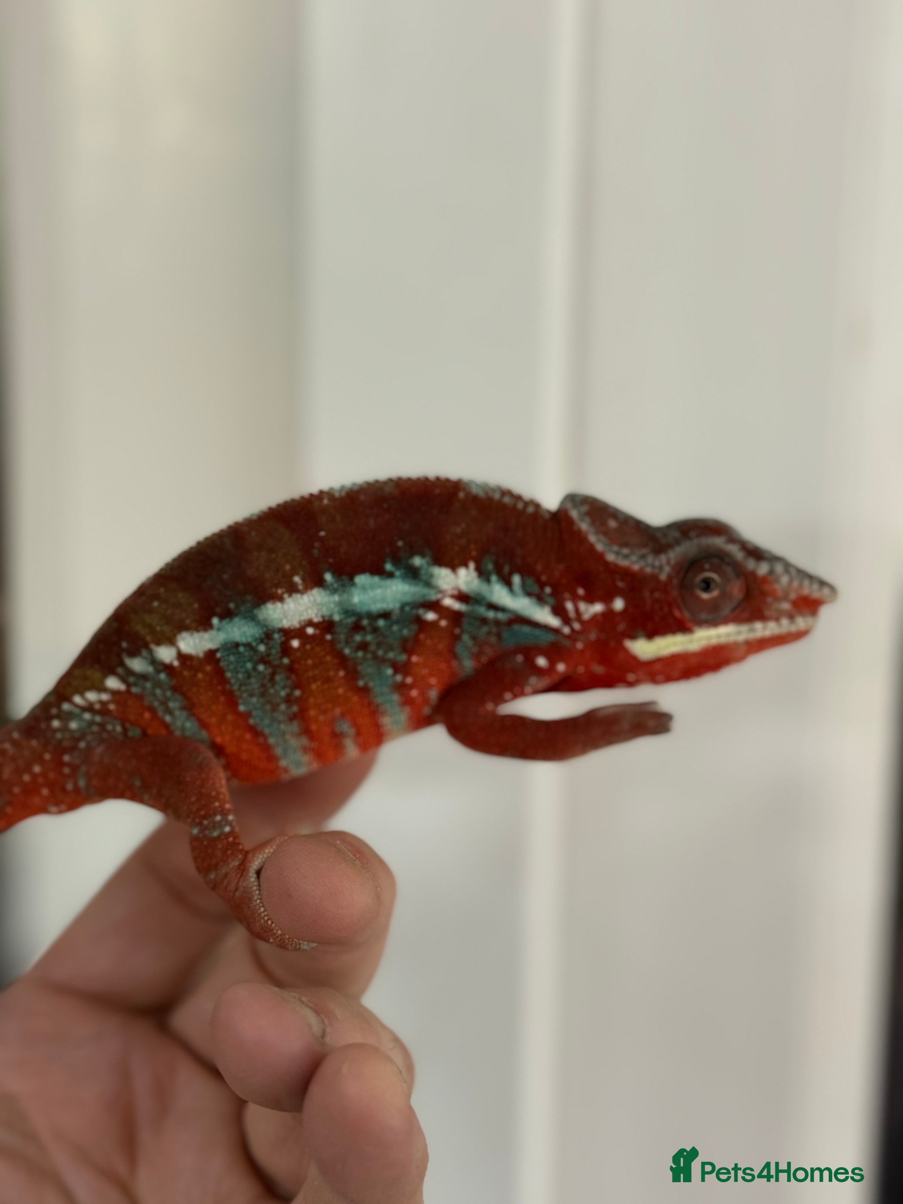 Chameleon reptiles Chameleons ambilobe - Advert 7