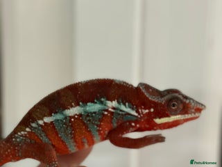 Chameleon reptiles Chameleons ambilobe - Advert 3