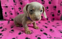 Miniature Dachshund dogs for sale: STUNNING MINIATURE DACHSHUND PUPPIES - Image 8