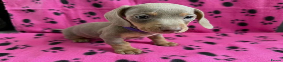 Miniature Dachshund Puppy 5