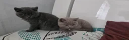 British Shorthair cats for sale: PEDIGREE BSH SHORT HAIR - Advert 12