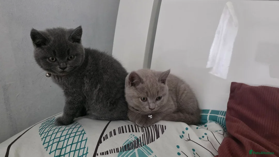 British Shorthair cats for sale: PEDIGREE BSH SHORT HAIR - Advert 12