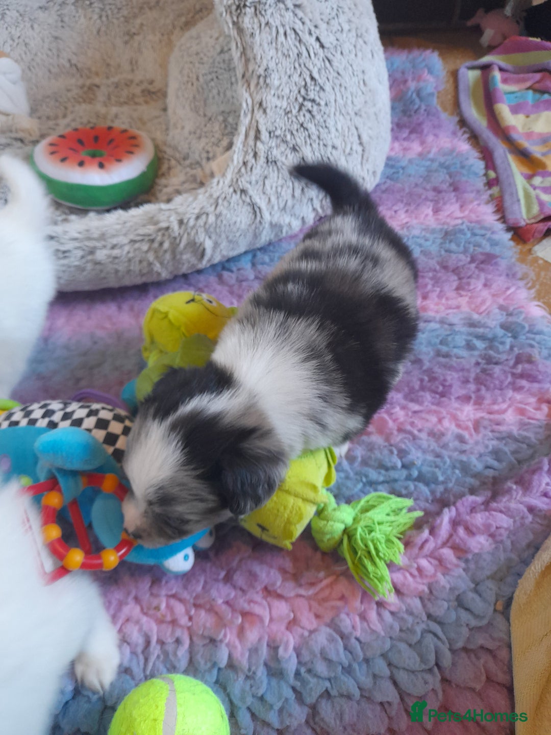 Pomeranian dogs for sale: Fabulous Pom fur babies - Image 9