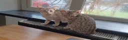 Ocicat cats for sale: Rowan The Pedigree Ocicat Is sad - Advert 13