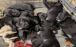 Mixed Breed dogs for sale: Stunning Puppies Ready to go 10 November - Image 10