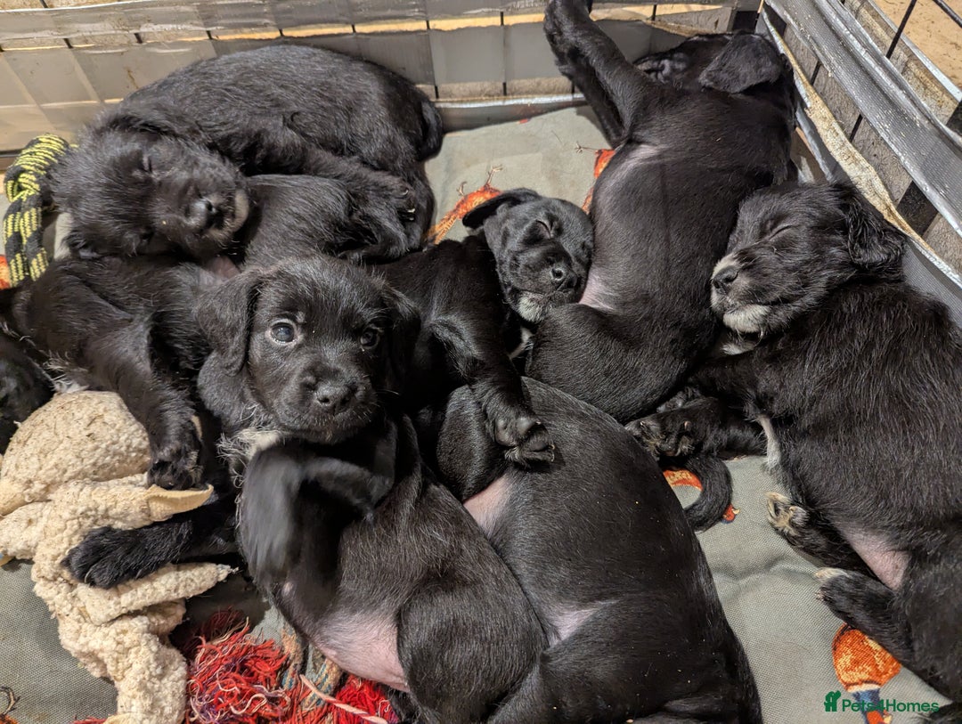 Mixed Breed dogs for sale: Stunning Puppies Ready to go 10 November - Image 10