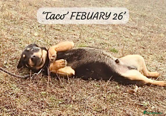 Mixed Breed dogs Taco, 10-12 months old. Is reserved 🎉🎉 - Advert 1