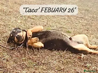 Mixed Breed dogs Taco, 10-12 months old. Is reserved 🎉🎉 - Advert 1