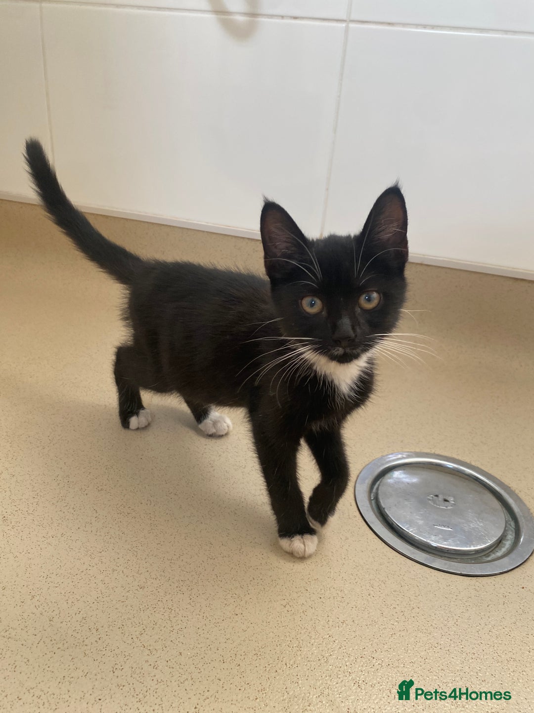 Mixed Breed cats for sale: Beautiful kittens ready now  - Image 2