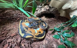 Python Snake reptiles for sale: Pied Ball Python and full set up - Image 3