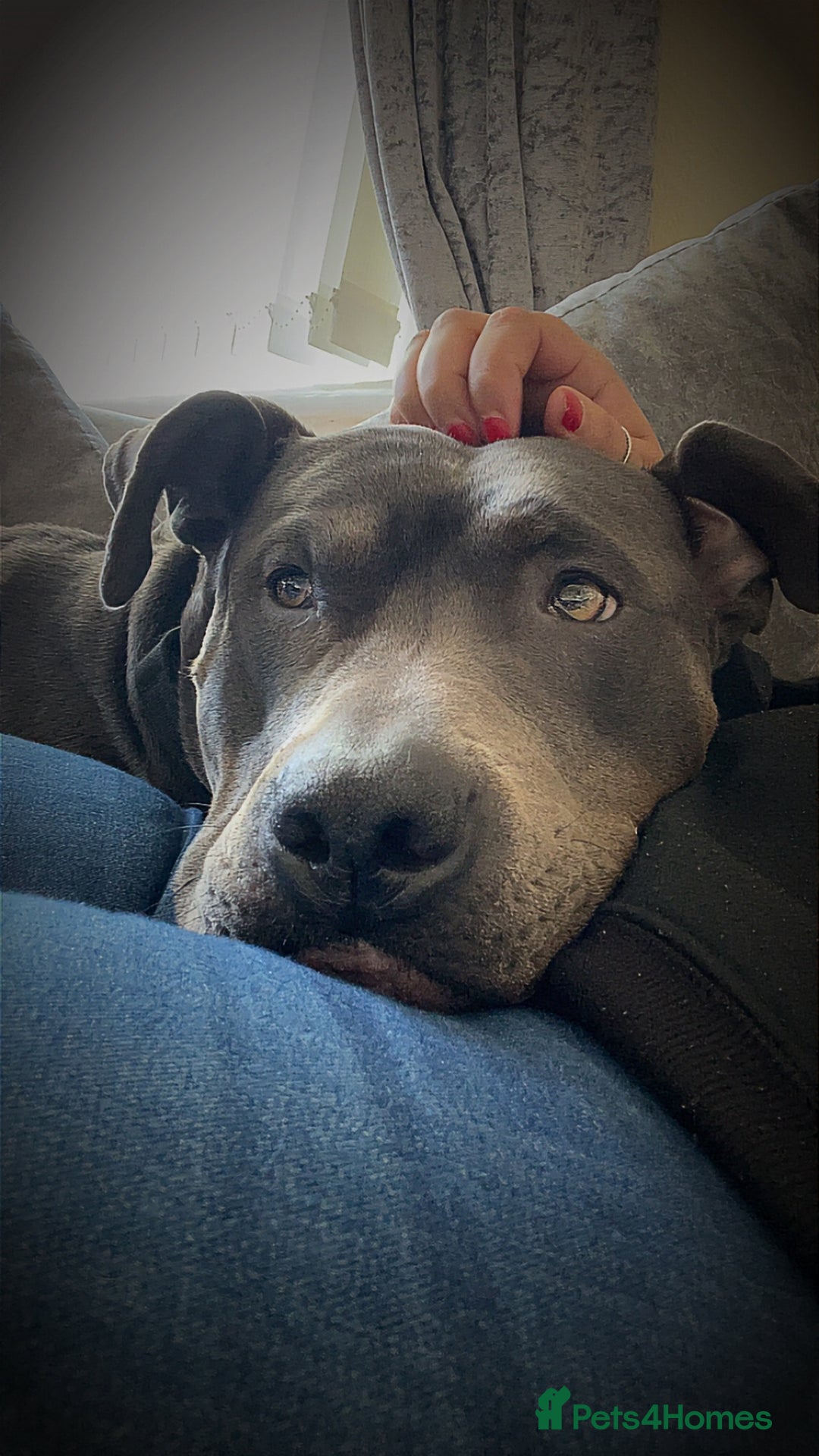 Mixed Breed dogs for sale: Cane Corso Cross Staffy - Image 4
