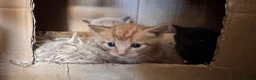 Mixed Breed cats for sale: Farm Kittens for Sale  in Ashbourne - Advert 3