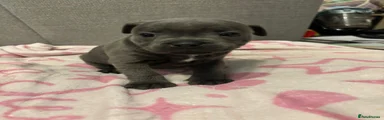 Staffordshire Bull Terrier Puppy 1