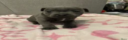 Staffordshire Bull Terrier dogs for sale: Beautiful chunky blue staffies  - Advert 7