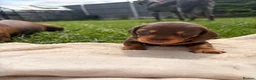 Miniature Dachshund dogs for sale: One female available 🏡 ready to leave  - Advert 9
