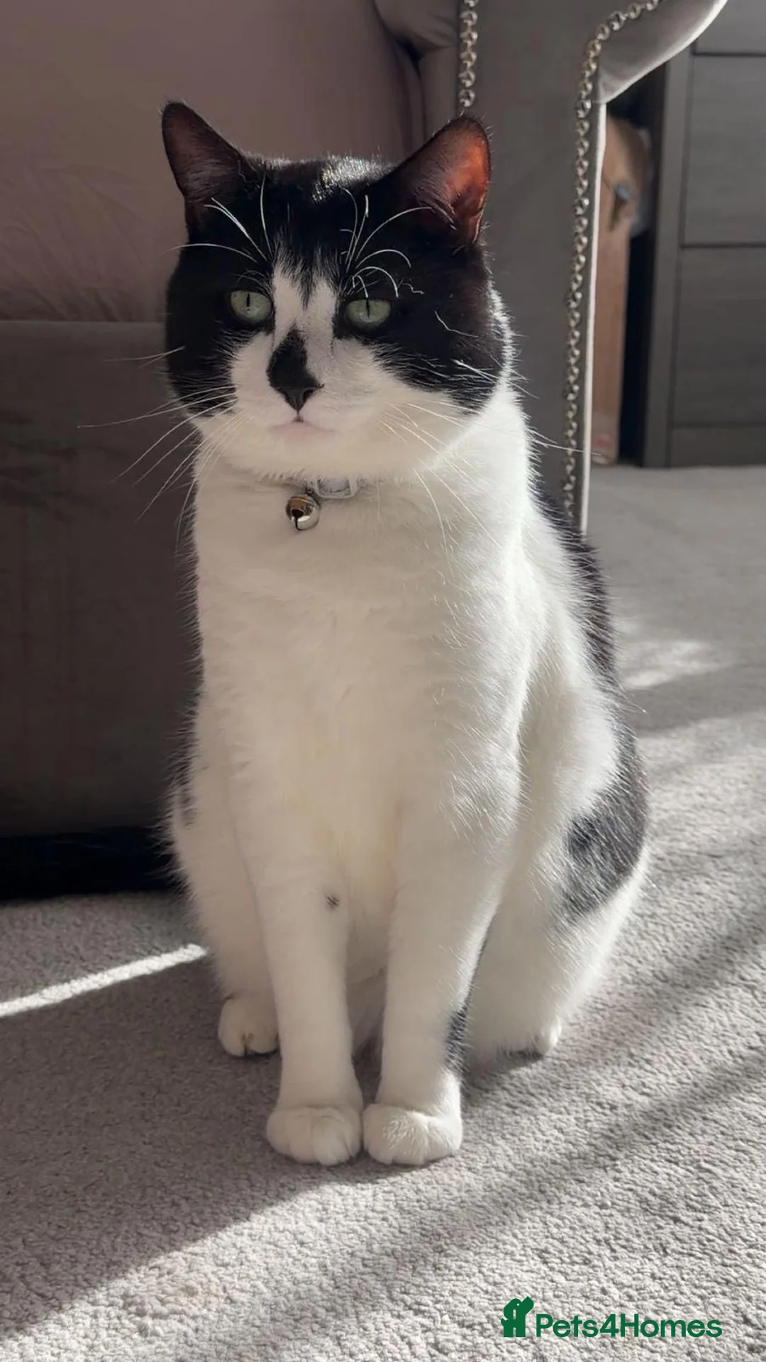 British Shorthair cats for sale: Tyson! - Advert 2