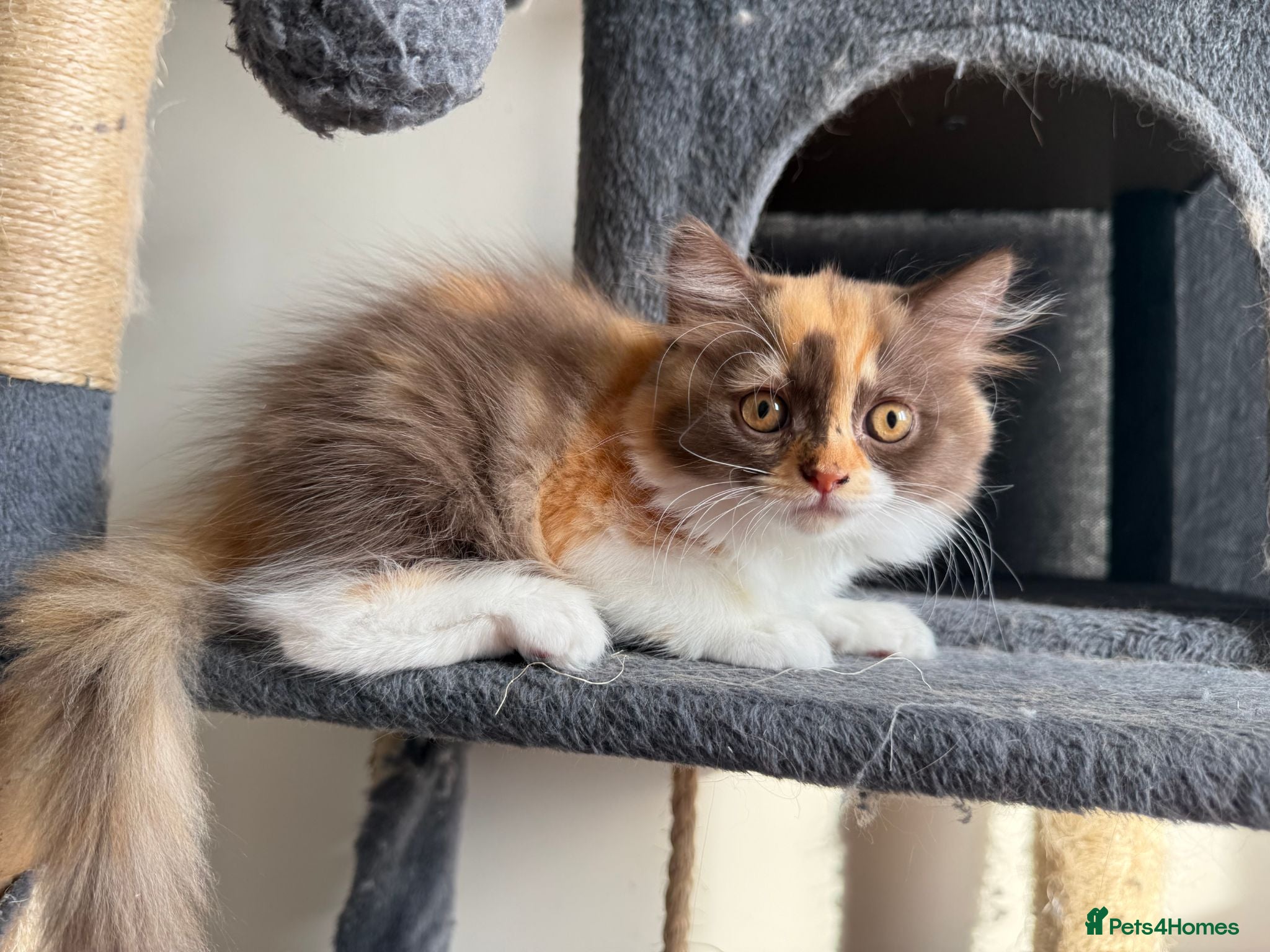 British Longhair cats Available now British Longhair kittens - TICA  - Advert 2