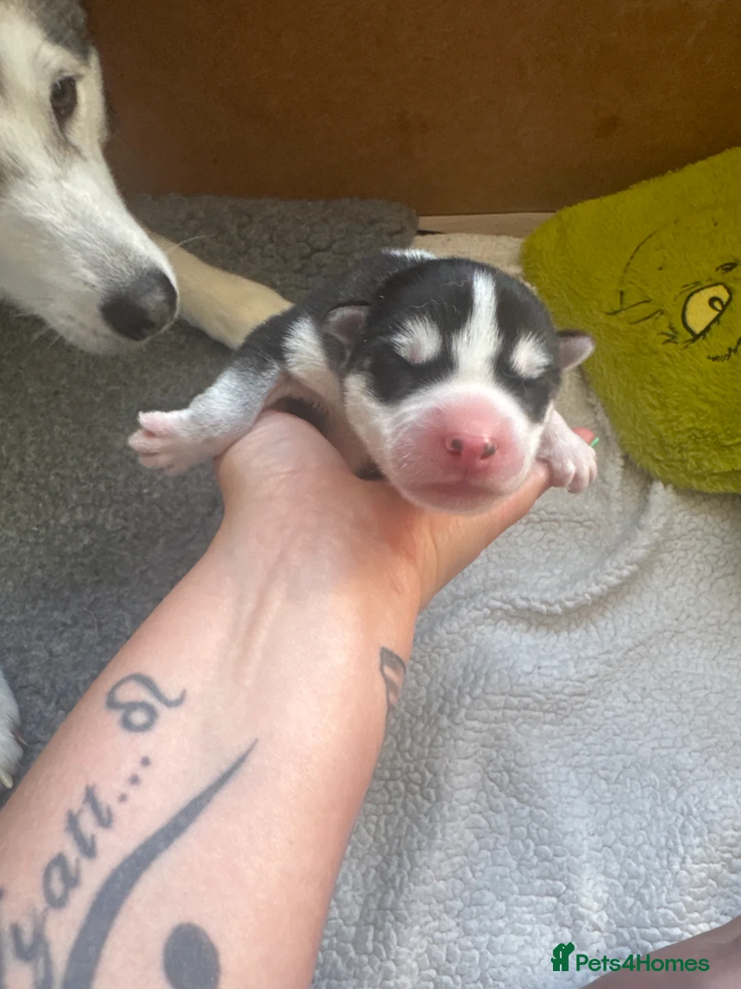 Siberian Husky dogs for sale: Beautiful Siberian Husky pups - Advert 29
