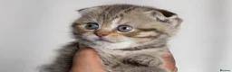Scottish Fold cats for sale: Gucci – Female Scottish Fold Kitten 🩷 - Advert 8