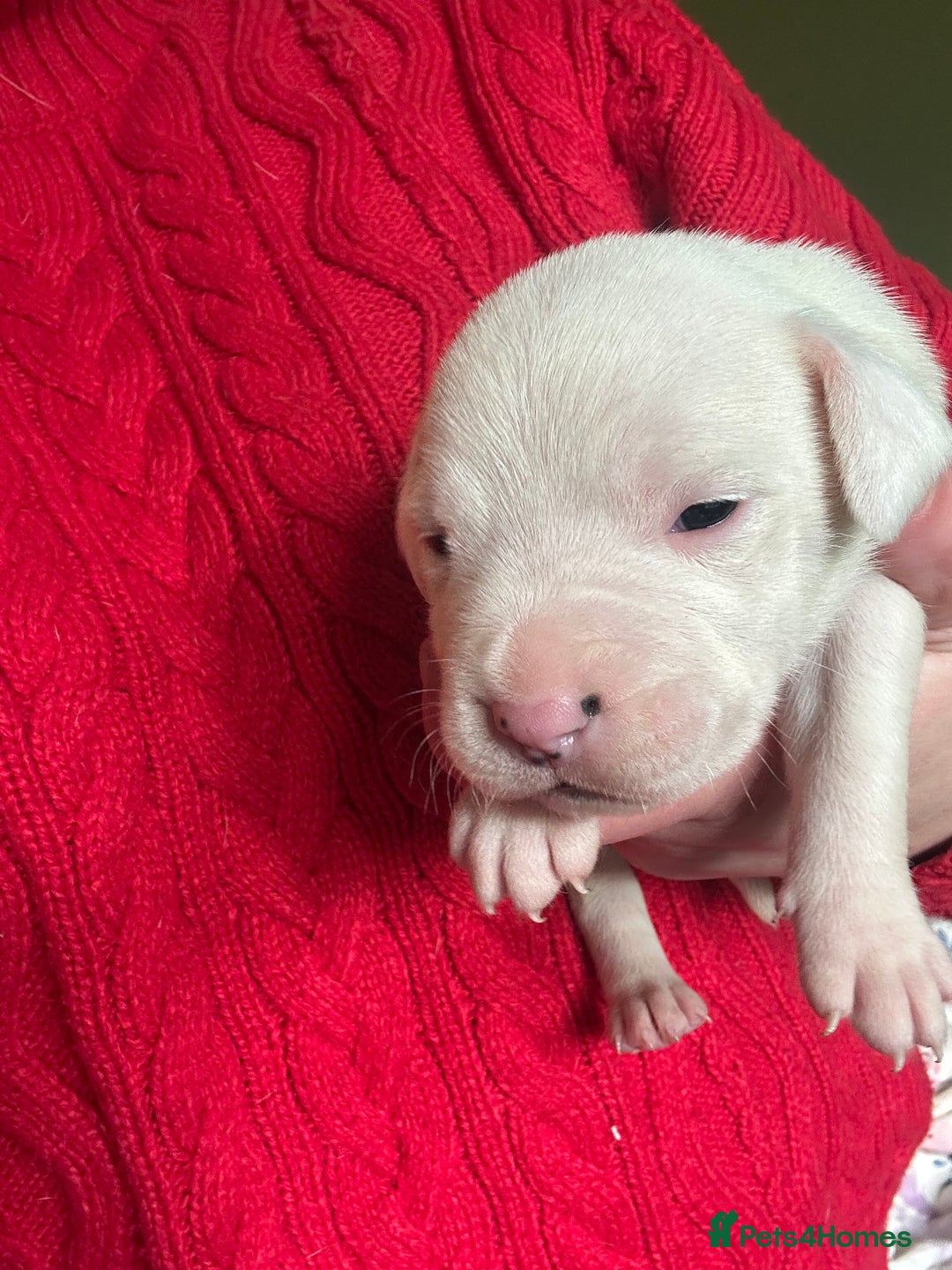 Mixed Breed dogs for sale: 🐾 11 Adorable Puppies From an Accidental Litter - Advert 28