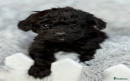 Cockapoo dogs for sale: Adorable Toy Cockapoos-Health Tested - Image 3