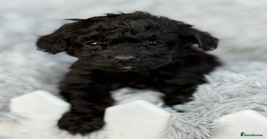 Cockapoo dogs - Advert 9