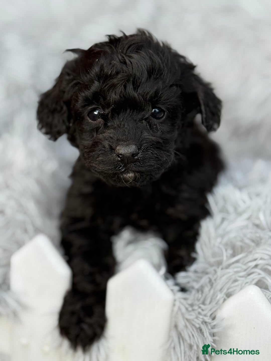 Cockapoo dogs for sale: Adorable Toy Cockapoos-Health Tested - Image 3