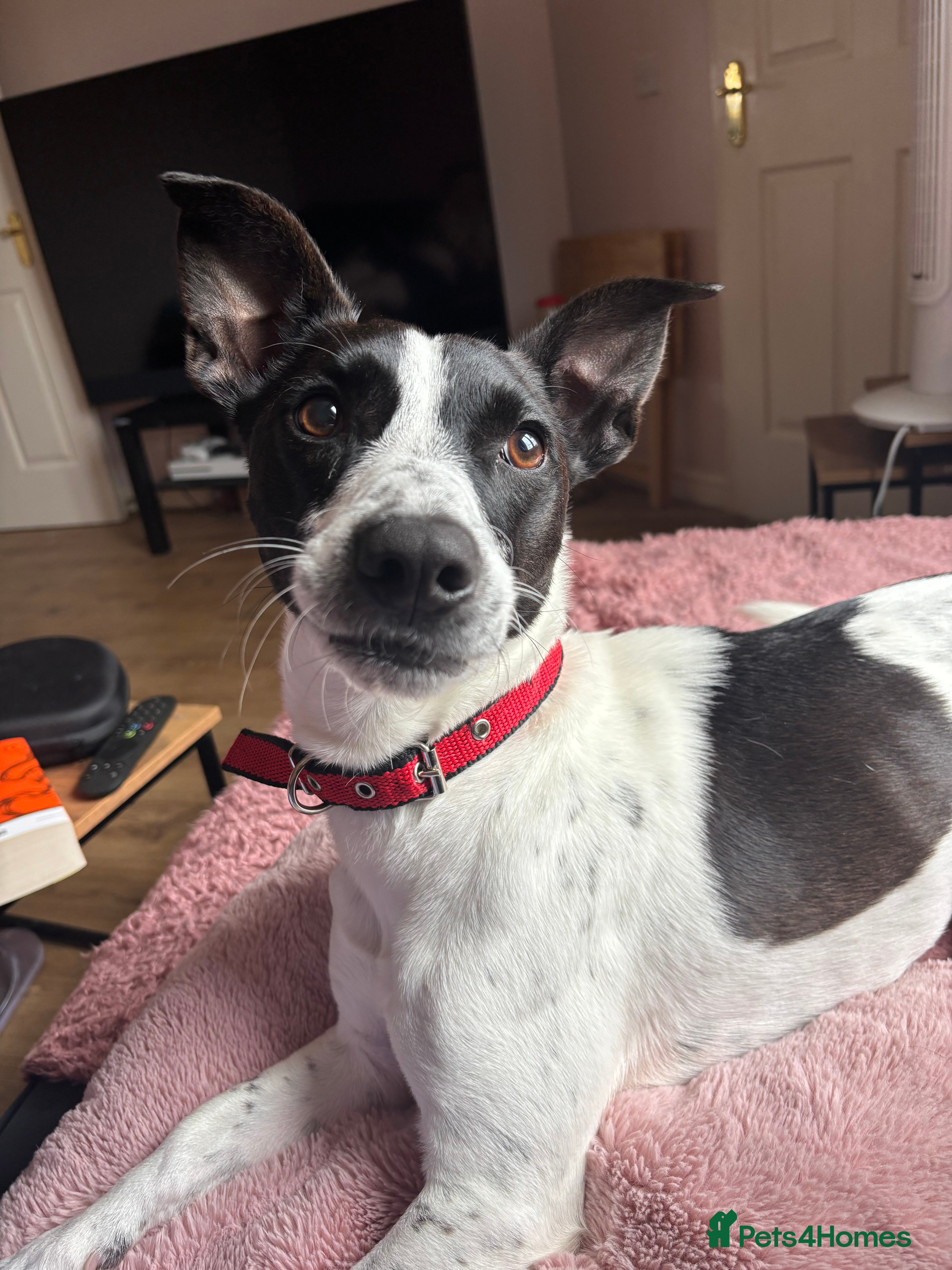 Mixed Breed dogs Please help Benny - Advert 2