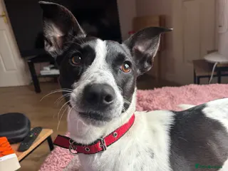 Mixed Breed dogs Please help Benny - Advert 2