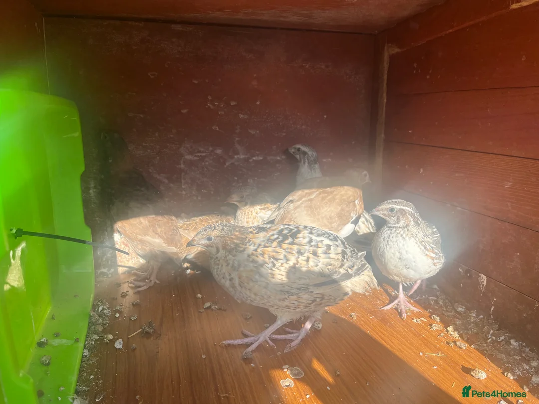 Quail poultry for sale: Coturnix quail 7 - mixed colours and patterns - Advert 4