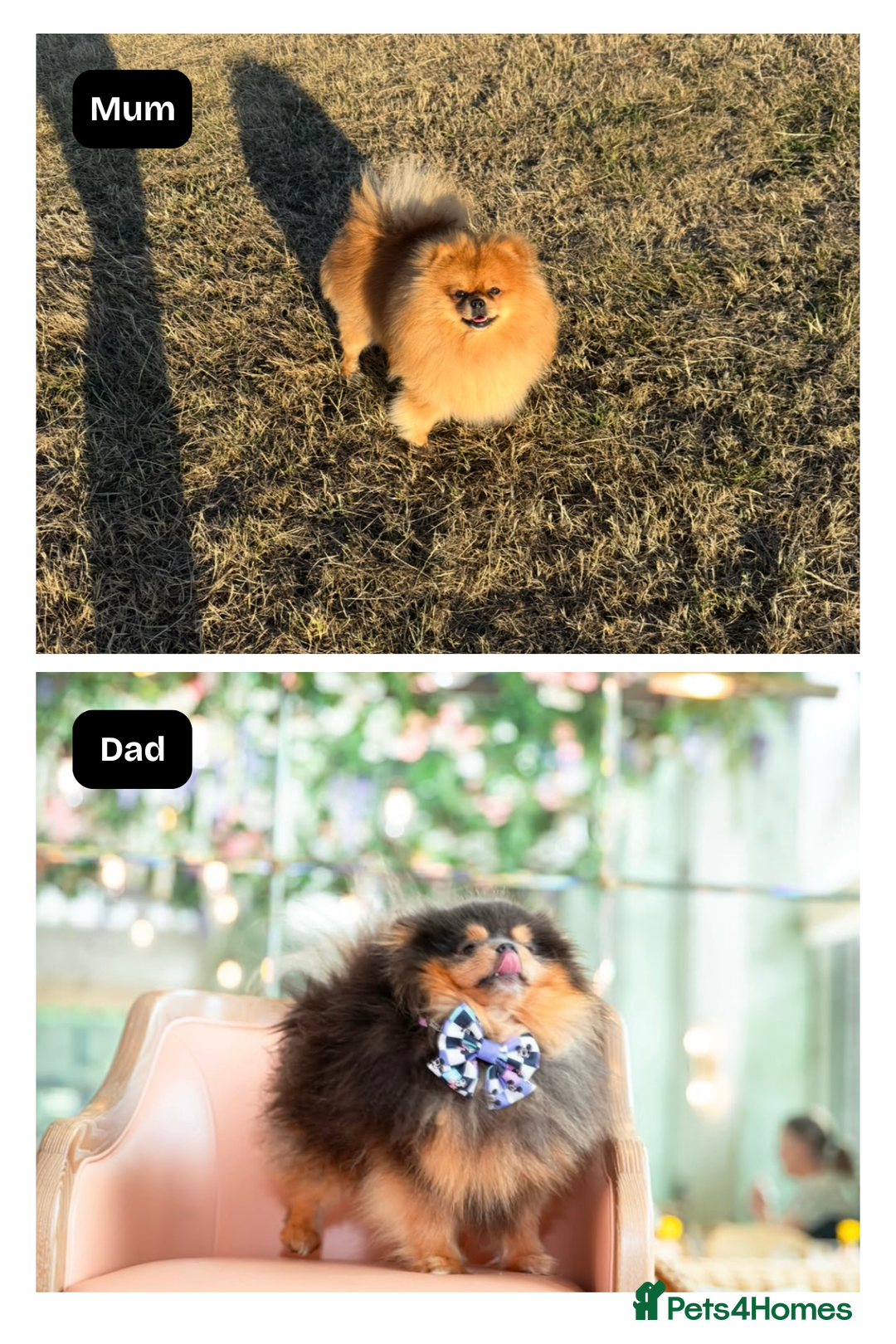 Pomeranian dogs for sale: 3 TEDDY KC POMERANIANS LEFT 🐶 - Advert 12