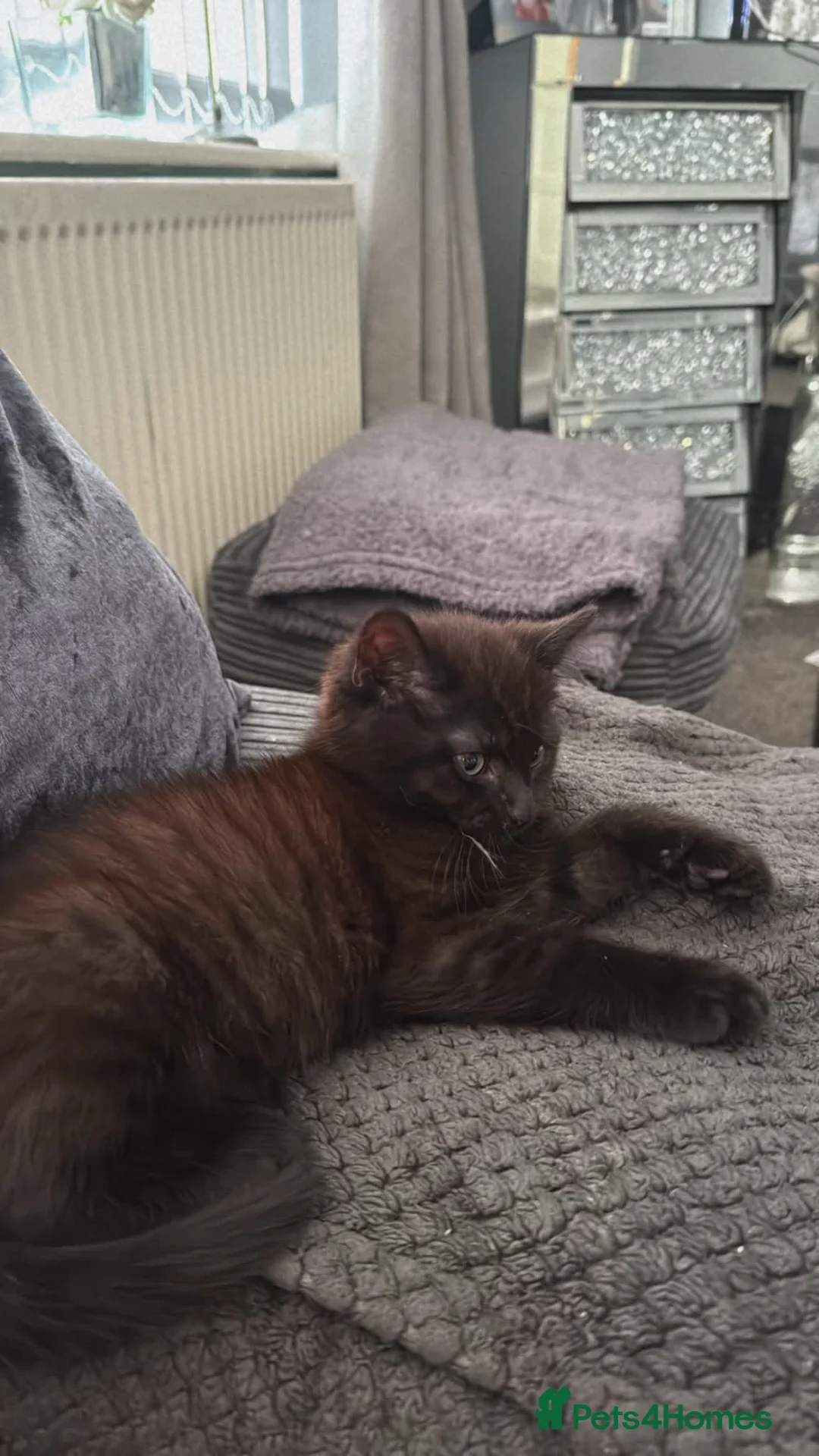 Mixed Breed cats for sale: Beautiful little boy still available  - Advert 2