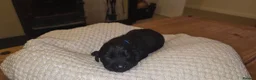 Labradoodle dogs for sale: F1B Labradoodle  - Advert 8
