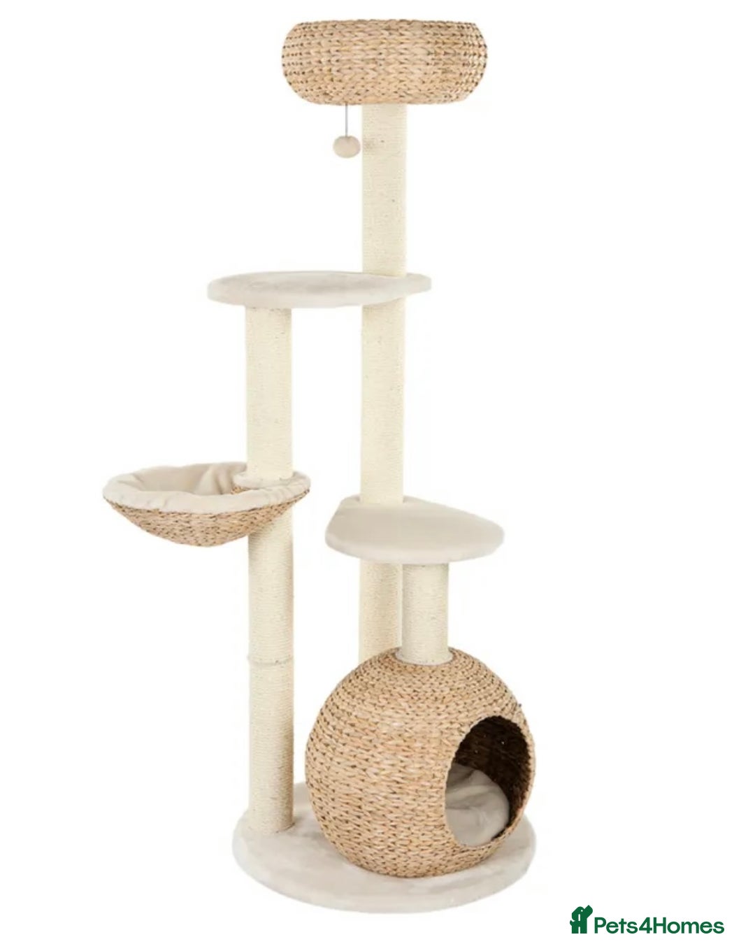 Domestic Shorthair cats for sale: Nala (5) & Kiara (1) - Advert 5