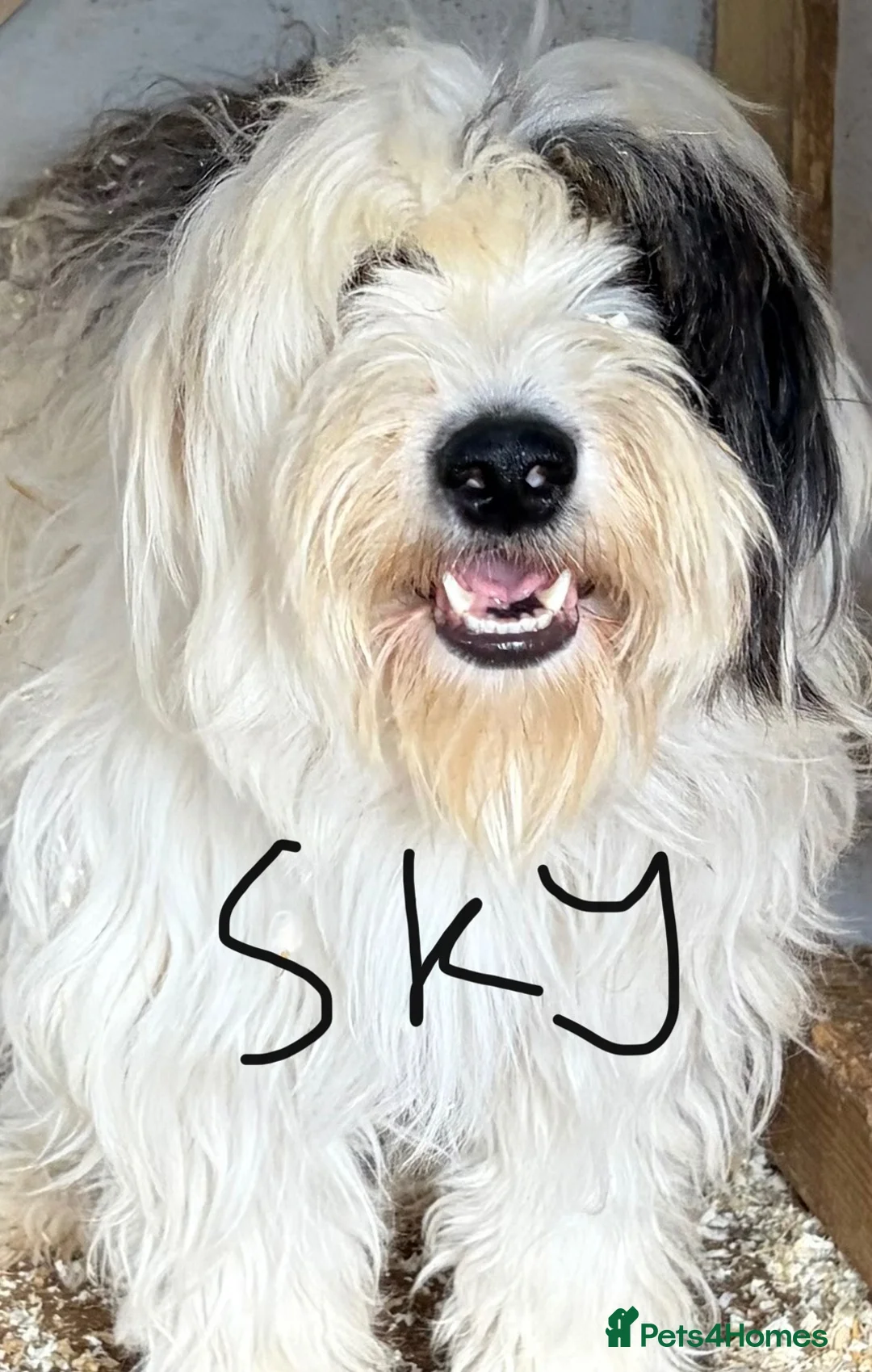 Mixed Breed dogs for sale: Old English Sheepdog mix  - Advert 14