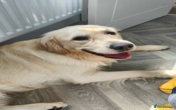 Golden Retriever dogs for sale: 2 yr old Golden Retriever  - Image 3
