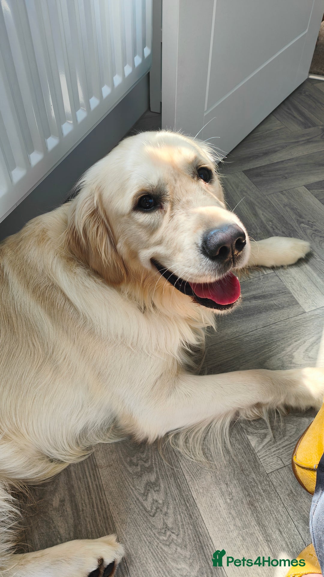 Golden Retriever dogs for sale: 2 yr old Golden Retriever  - Image 3
