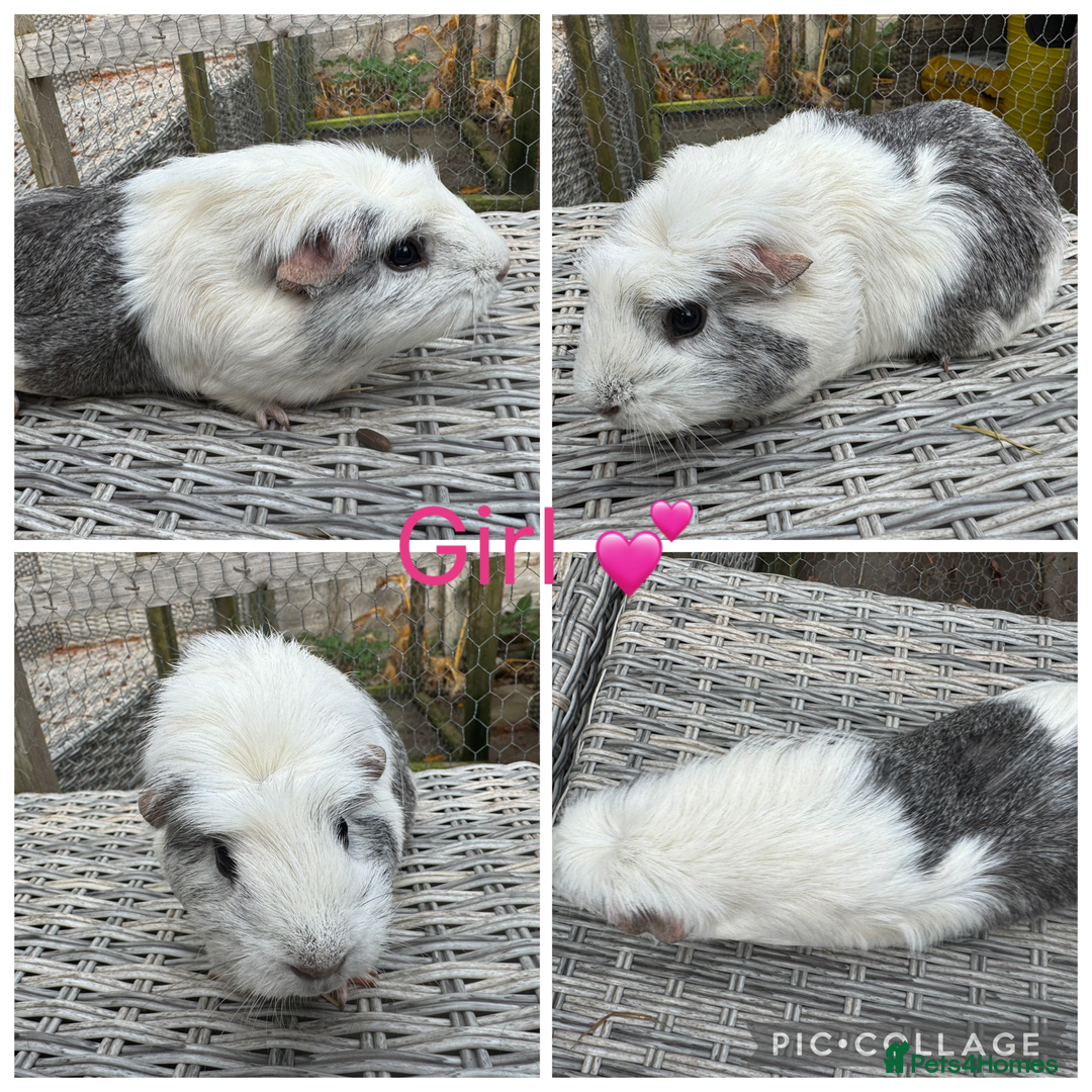 Guinea Pig rodents for sale: Mixture of Girl & Boy piggy’s looking for new laps - Advert 15