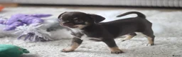Chihuahua dogs for sale: OUTSTANDING QUALITY CHIHUAHUA PUPPIES 🐶🤎 - Advert 6